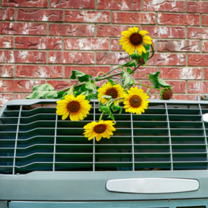 sunflowers on top of an outdoor HVAC unit